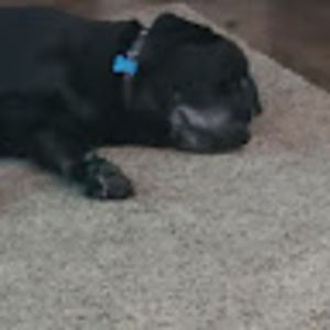 Meet your Posher, Tara